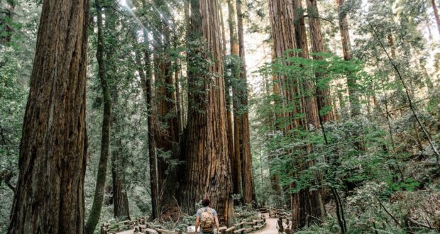 man wearing gray T-shirt standing on forest