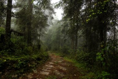 green trees on forest during daytime