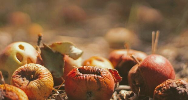 selective focus photography of dried fruits on field