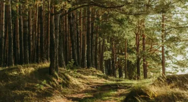 green leafed trees
